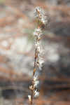 Shortleaf blazing star